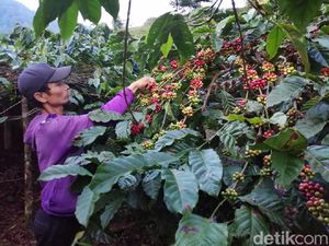 Pelindung Titik 0 KM Ciliwung itu Bernama Kopi Cibulao
