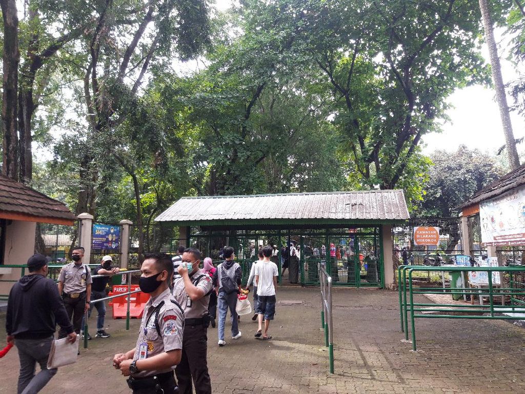 Jakarta PPKM Level 1, Pengunjung Ragunan Naik 100% di Pekan Ketiga Dibuka