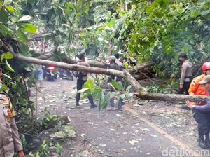 Pohon Tumbang, Akses Palabuhanratu-Cisolok Sukabumi Sempat Terputus