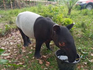 Terima Kasih Sudah Menyelamatkan Tapir Malang Ini, Warga dan BKSDA Riau!