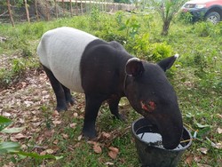 Terima Kasih Sudah Menyelamatkan Tapir Malang Ini, Warga dan BKSDA Riau!
