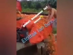 Viral Cabai Satu Pikap Dibuang ke Sungai, Ini Keluhan Petani Soal Harga Anjlok