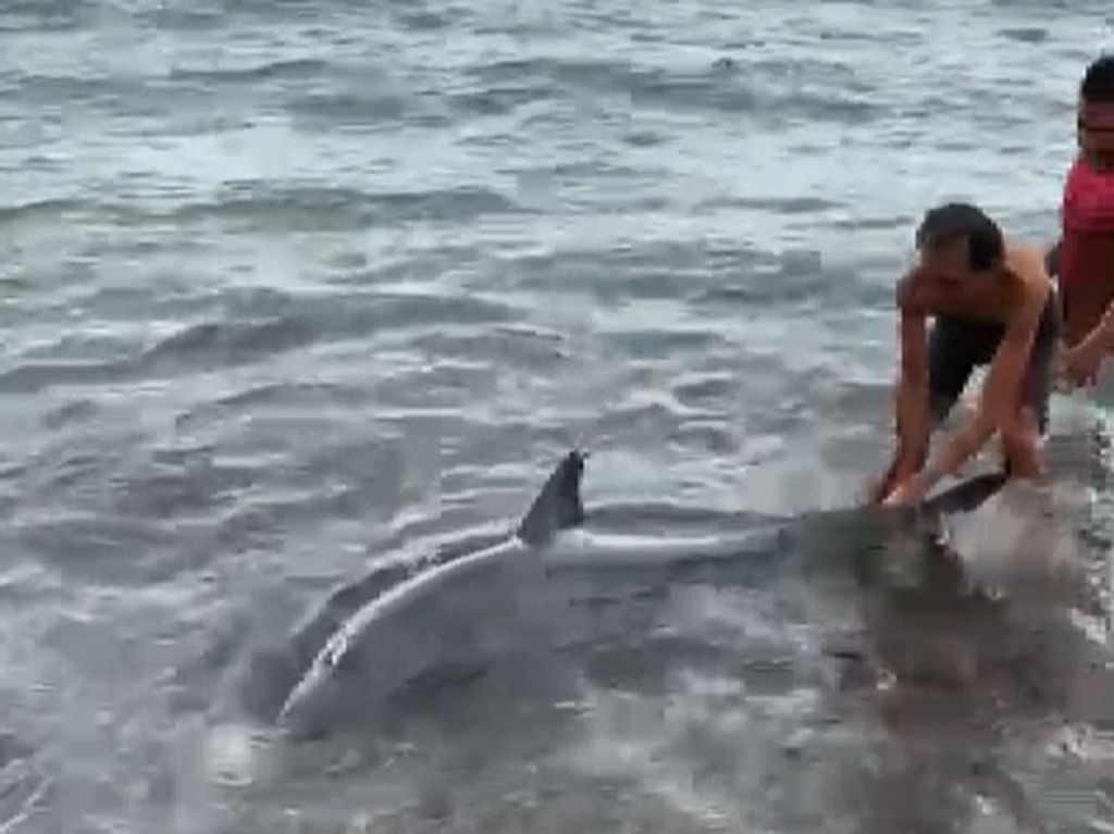 Begini Evakuasi Lumba-lumba Hidung Botol yang Terdampar di Pantai Kupa