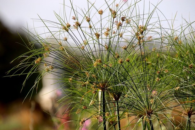 Cyperus papyrus/Pixabay.com/Jacques Gaimard Pembalut alami perempuan Mesir Kuno