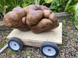 Pasangan Ini Temukan Kentang Terbesar Sedunia, Bentuknya Jelek Banget