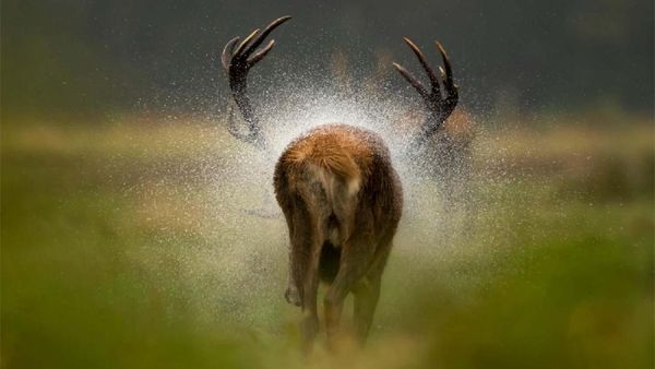 Karya Luar Biasa Jawara Europe Wildlife Photographer 2021