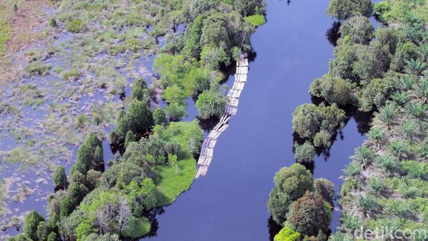 Geram! Begini Aktivitas Illegal Logging di Hutan Lindung Riau