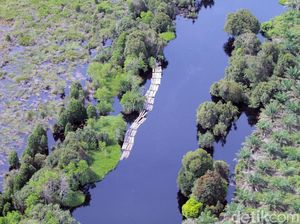 Geram! Begini Aktivitas Illegal Logging di Hutan Lindung Riau Geram! Begini Aktivitas Illegal Logging di Hutan Lindung Riau