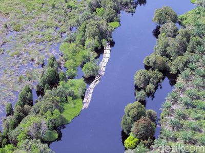 Geram! Begini Aktivitas Illegal Logging di Hutan Lindung Riau