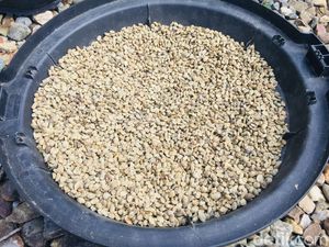 Kisah Pupus Harapan Starbucks Incar Kopi Amungme Kisah Pupus Harapan Starbucks Incar Kopi Amungme