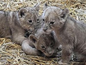 Lucunya Si Singa Kecil Jamila, Kumani dan Malaika