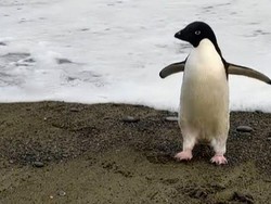 Penguin Langka dari Antartika Nyasar 3.000 Kilometer ke Selandia Baru