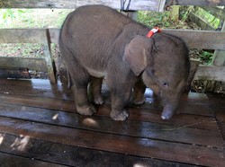 Kenapa Gajah Tak Bisa Hidup Tanpa Belalai seperti yang Terjadi di Aceh?