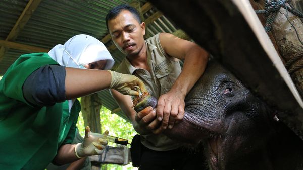 Pilu! Anak Gajah yang Terluka Jerat di Aceh Jalani Perawatan