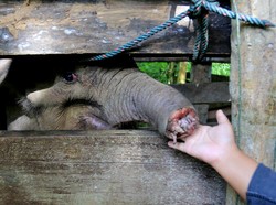 Anak Gajah Mati Karena Belalai Putus, BKSDA: Pelaku Jerat Bisa Dipidana