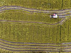 Transformasi Pertanian ala Gobleg