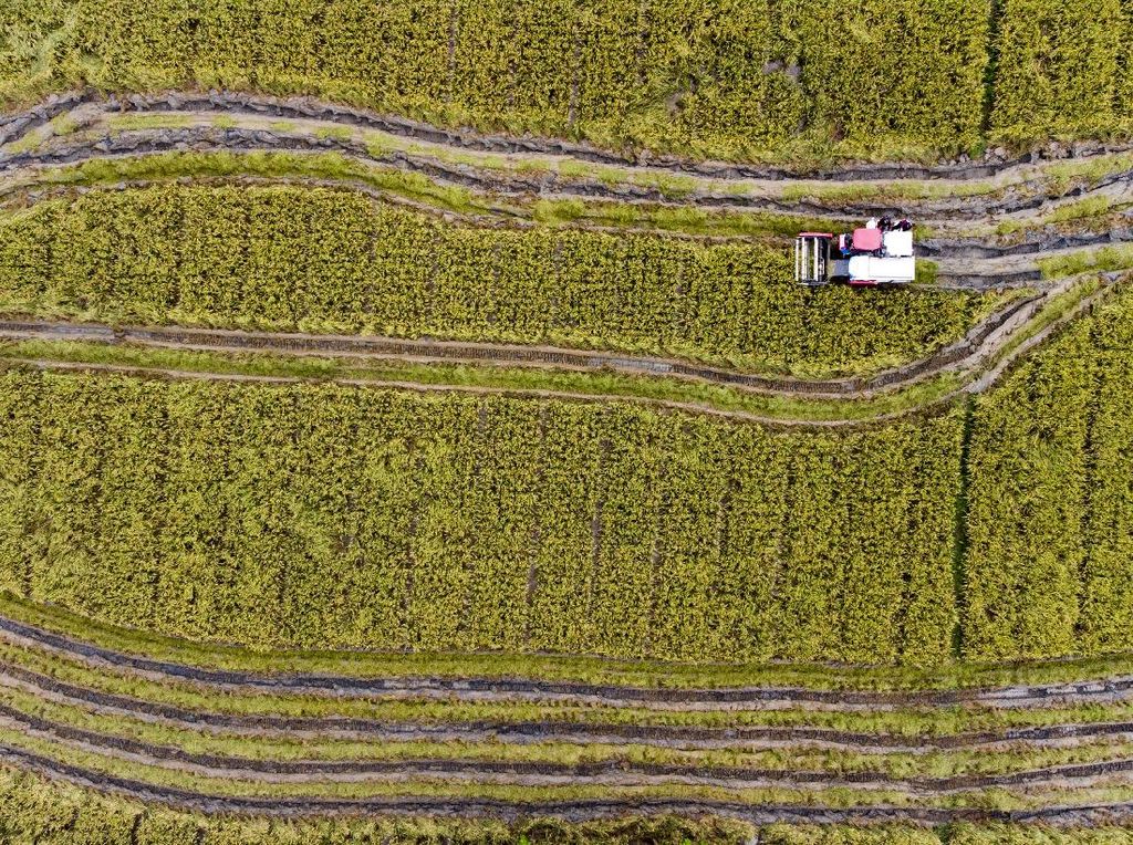 Potret Udara Panen Raya Petani Millenial di Karawang Potret Udara Panen Raya Petani Millenial di Karawang