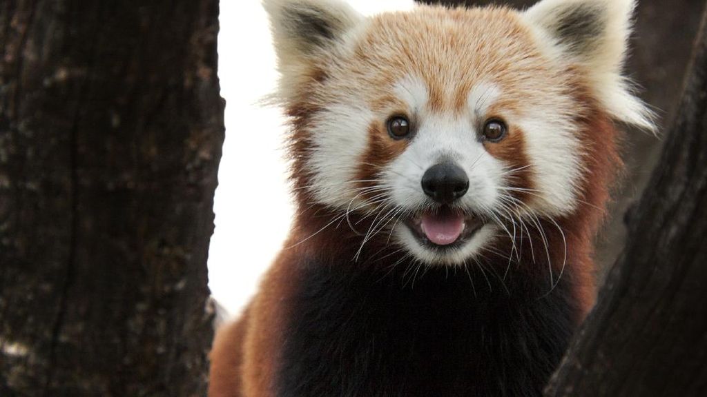 Potret Panda Merah, Si Gemas yang Bikin Bingung