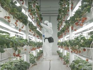 Ditanam di Laboratorium, Strawberry Jepang Ini Dibanderol Rp 700 Ribu!