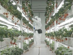 Ditanam di Laboratorium, Strawberry Jepang Ini Dibanderol Rp 700 Ribu!