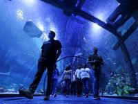 Berita Dan Informasi The National Aquarium Abu Dhabi Terkini Dan ...