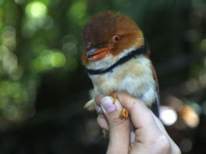 Duh, Perubahan Iklim Bikin Ukuran Burung Menyusut
