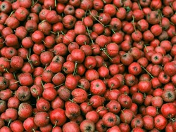 11 Rempah dan Herba dalam Pengobatan Tradisional China Ini Terbukti Berkhasiat