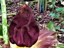 Mekarnya Bunga Bangkai Kagetkan Warga Ciptaharja