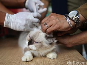 Ekspresi Si Meong Saat Divaksinasi Rabies