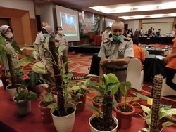 Ekspor Tanaman Hias Saat Pandemi COVID-19 Meroket hingga Miliaran Rupiah