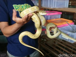 Harga Mahal Jadi Alasan 2 Pemuda di Tulungagung Nekat Curi 15 Ular Piton