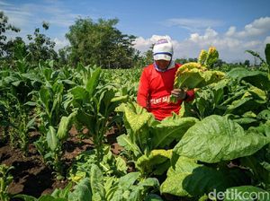 4 Tuntutan Petani Tembakau: Batalkan Kenaikan Cukai-Batasi Rokok Elektrik