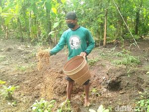 Petani di Ponorogo Buang Daun Tembakau Karena Busuk Terdampak Curah Hujan