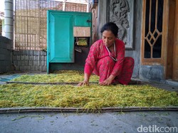 Musim Hujan Datang Lebih Awal, Petani Tembakau di Ponorogo Galau