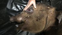 Anak Gajah di Aceh Mati Usai Belalai Putus Kena Jerat