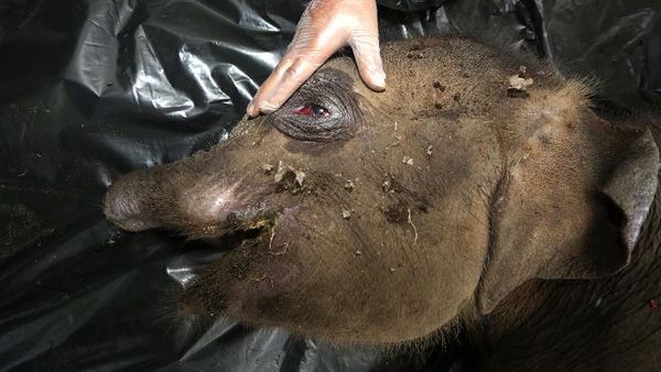 Anak Gajah di Aceh Mati Usai Belalai Putus Kena Jerat