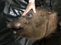 Kisah Tragis Gajah Kembali Jadi Korban di Tanah Serambi Mekah