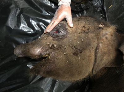 Anak Gajah di Aceh Mati Usai Belalai Putus Kena Jerat