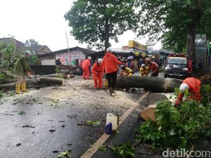 Diguyur Hujan Deras, 3 Pohon Besar di Sumedang Tumbang-Tutup Jalan