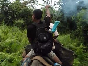 11 Gajah Liar Masuk Kebun Warga di Riau, BKSDA Turun Tangan