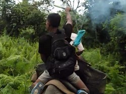 11 Gajah Liar Masuk Kebun Warga di Riau, BKSDA Turun Tangan