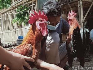 Asal Usul Ayam Pelung Khas Cianjur, Buah Tirakat Mama Djarkasih Asal Usul Ayam Pelung Khas Cianjur, Buah Tirakat Mama Djarkasih