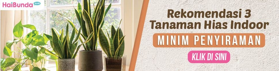 3 Indoor Ornamental Plants Recommendation Banner