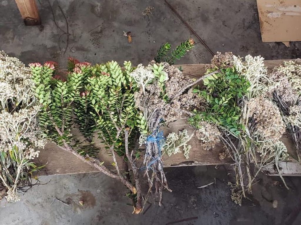 Curi Edelweis-Cantigi Ungu di Gunung Dempo, 6 Pendaki Ilegal Di-blacklist! Curi Edelweis-Cantigi Ungu di Gunung Dempo, 6 Pendaki Ilegal Di-blacklist!