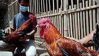 Guru di Klaten Raup Untung Lewat Hobi Beternak Ayam Pelung