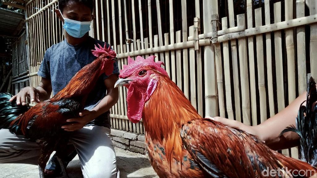 Guru di Klaten Raup Untung Lewat Hobi Beternak Ayam Pelung Guru di Klaten Raup Untung Lewat Hobi Beternak Ayam Pelung