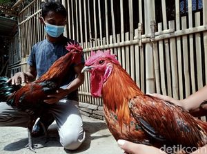 Guru di Klaten Raup Untung Lewat Hobi Beternak Ayam Pelung Guru di Klaten Raup Untung Lewat Hobi Beternak Ayam Pelung