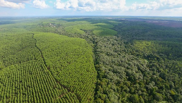 Ilustrasi hutan Indonesia Ilustrasi hutan Indonesia