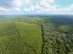 Pemerintah Jerman Tawarkan Hibah buat Selamatkan Hutan-Bumi, Ini Syaratnya