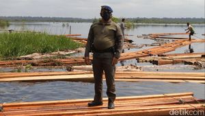 Potret Hutan Cagar Biosfer Riau yang Dijarah Komplotan Anak Jenderal